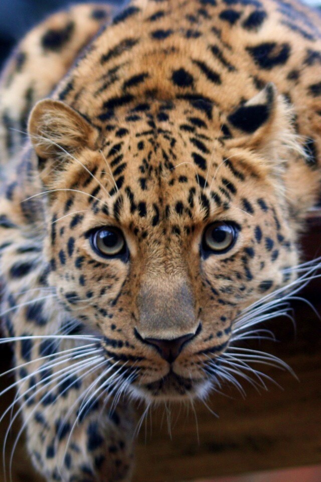 Леопард в зоопарке обои