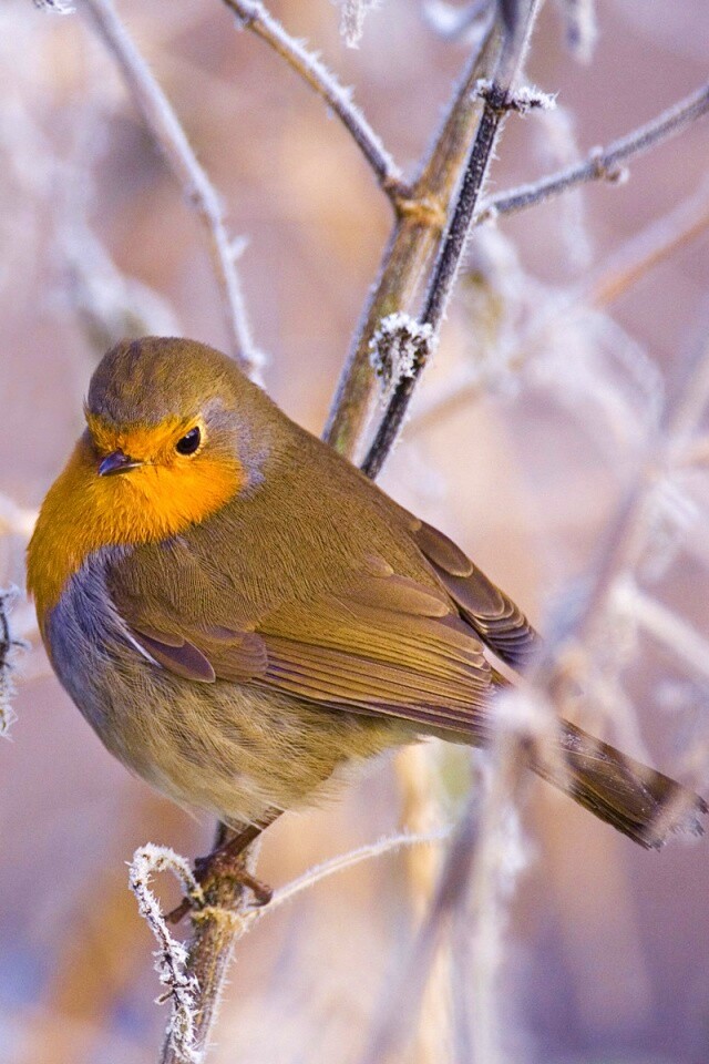 Птичка на ветке обои