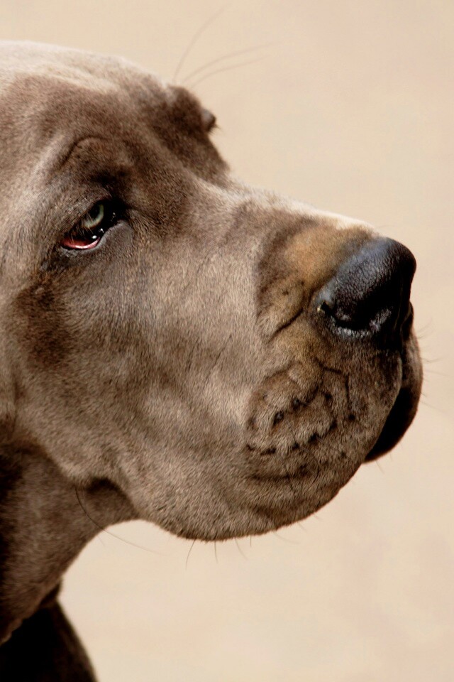 Грустная собака обои