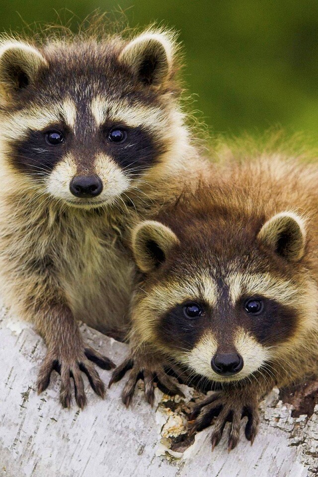 Полосатики обои