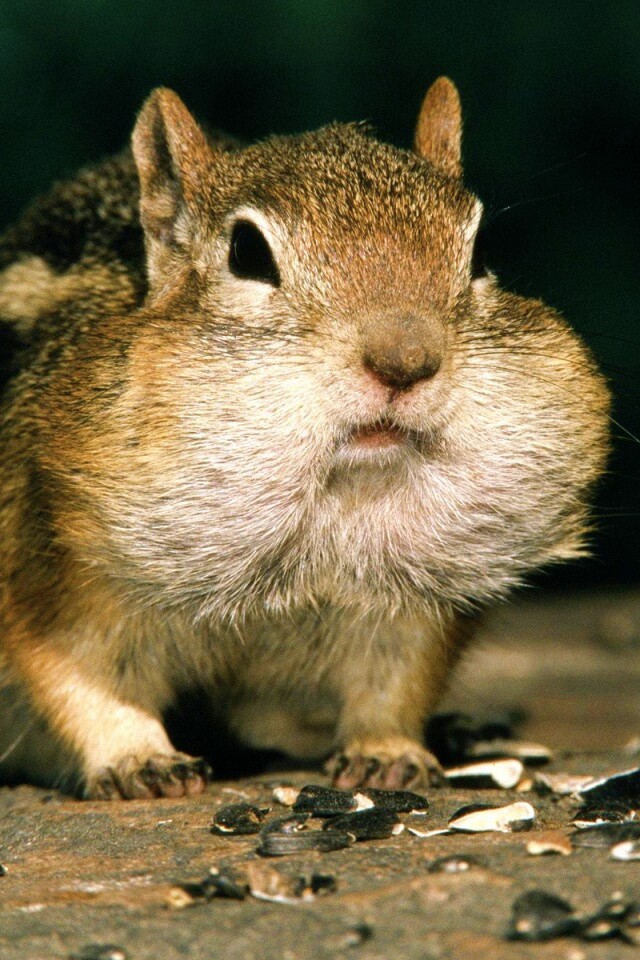 Не жадный, а бережливый обои