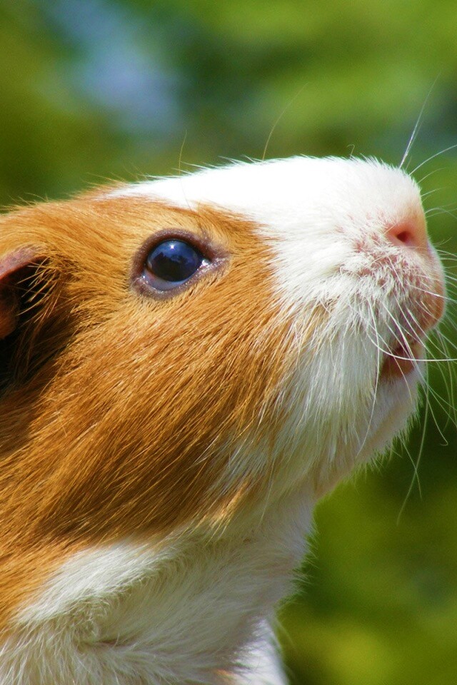 Морская свинка - романтик обои