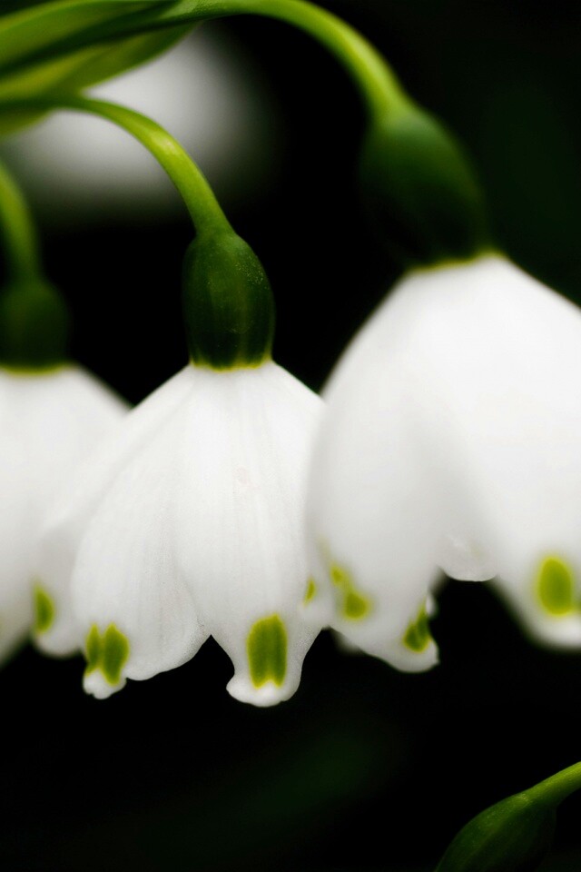 Белые ландыши обои