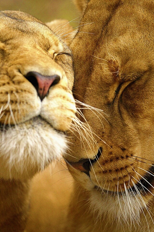 Нежные львы обои