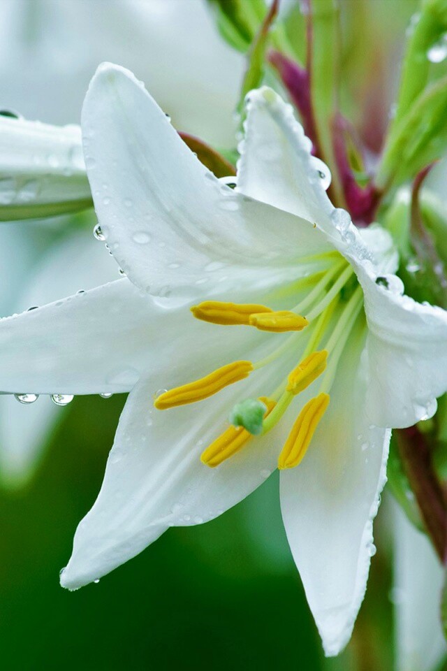 Белая лилия обои