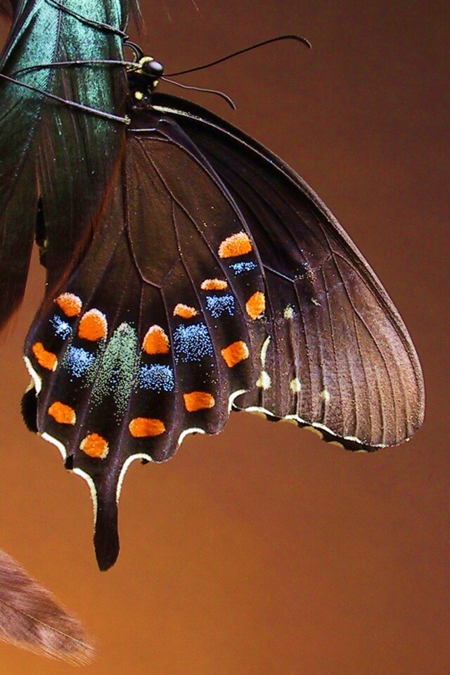 Красивая бабочка обои