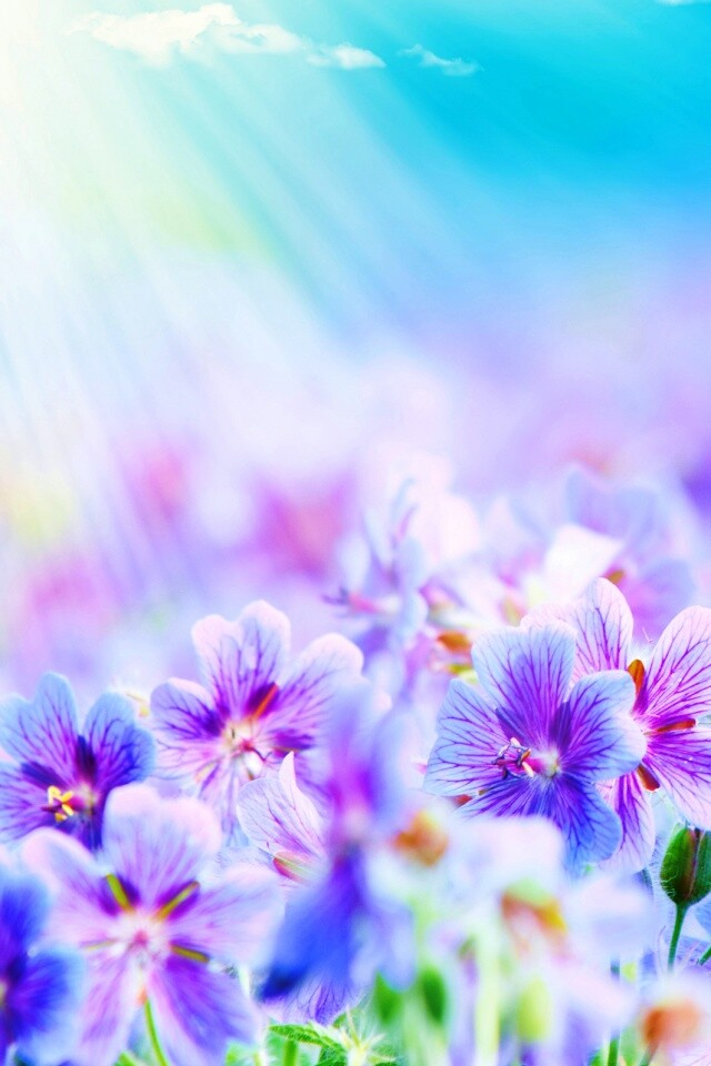 Цветочки обои