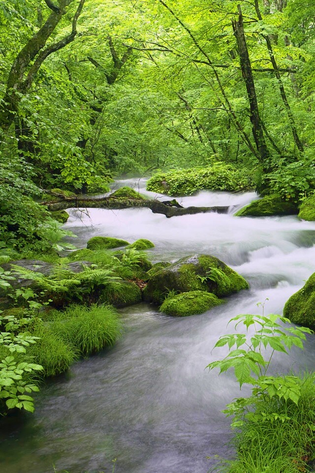 Лесная река обои