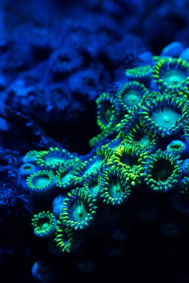 Морское дно обои