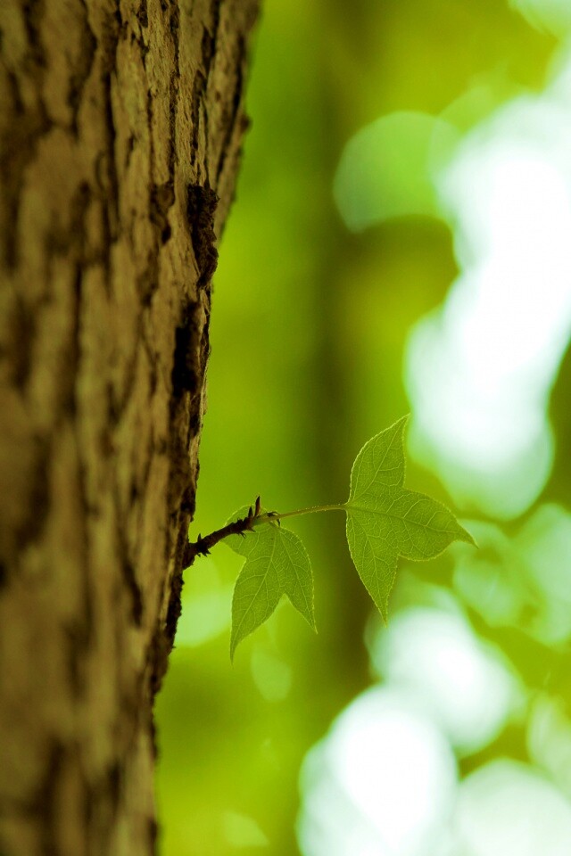 Листок на стволе дерева обои