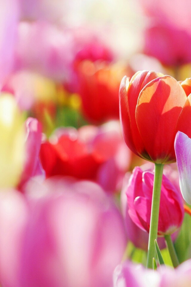 Красивые тюльпаны обои