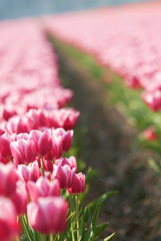 Тропинка в поле розовых тюльпанов обои