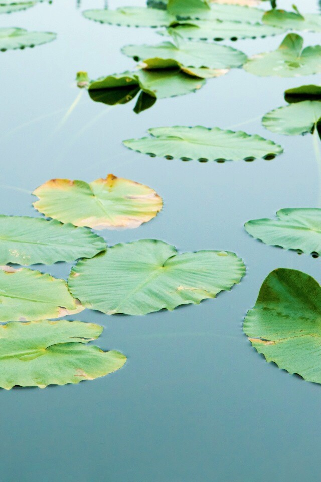 Плавающие листья обои