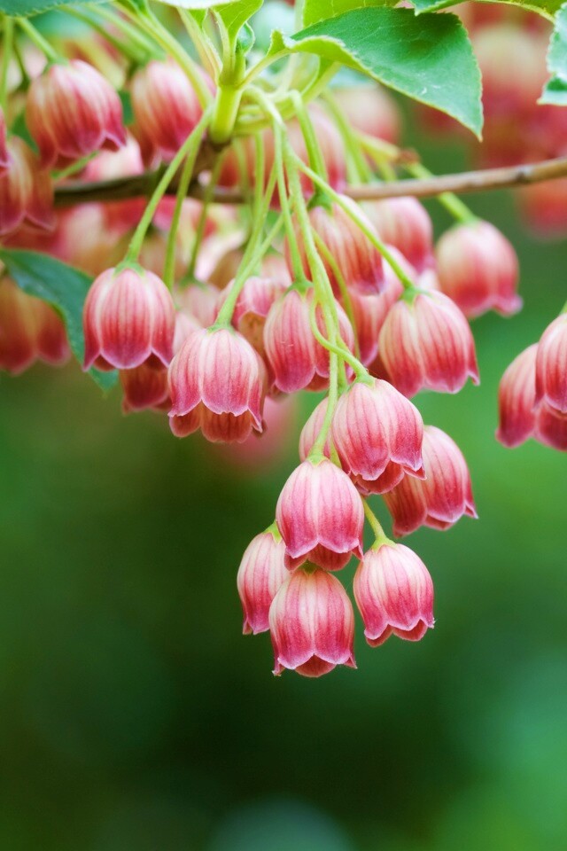 Красные колокольчики обои