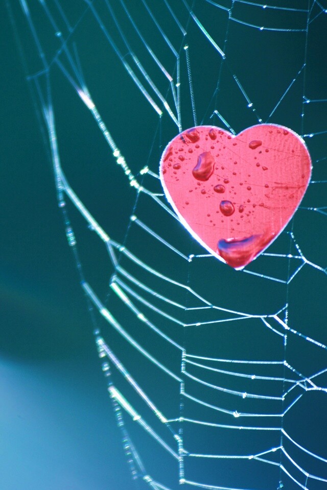 Сердце в паутине обои