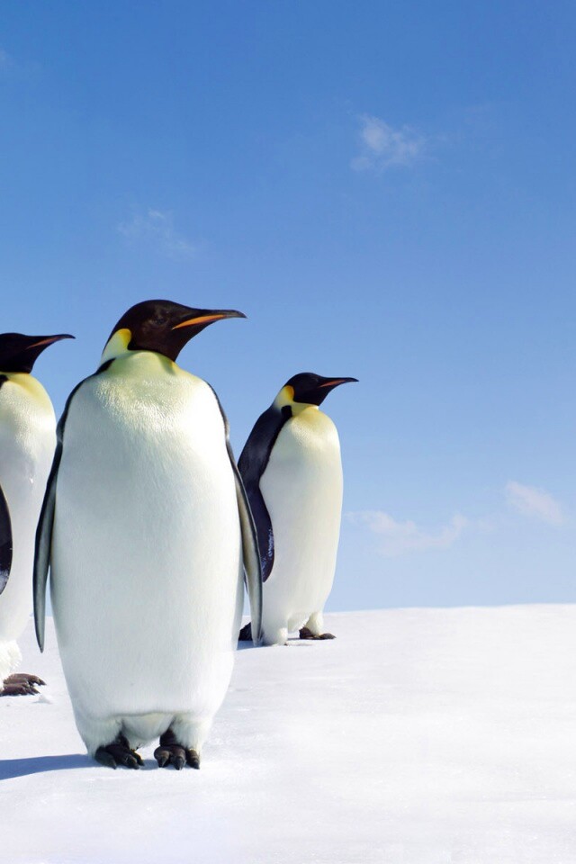 Пингвины обои