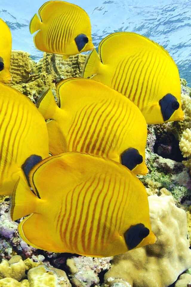 Желтые рыбки обои