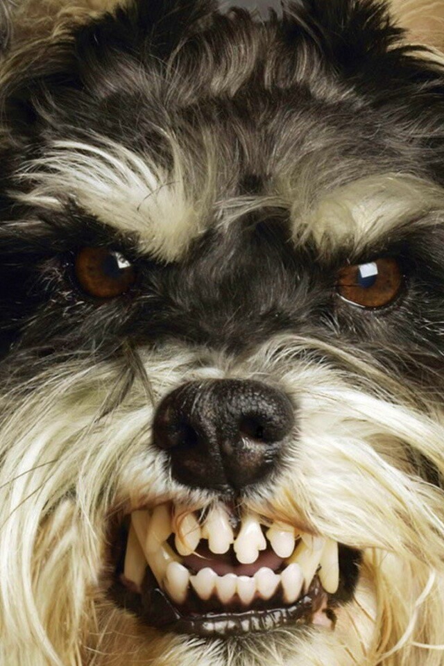 Терьер вне себя обои