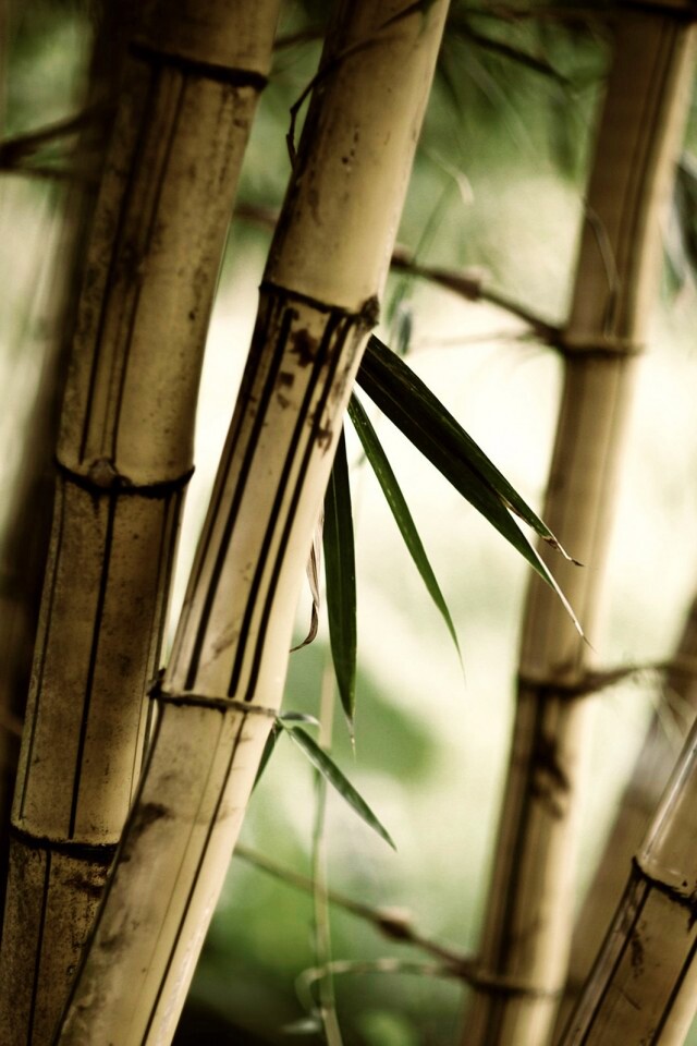 Бамбук обои