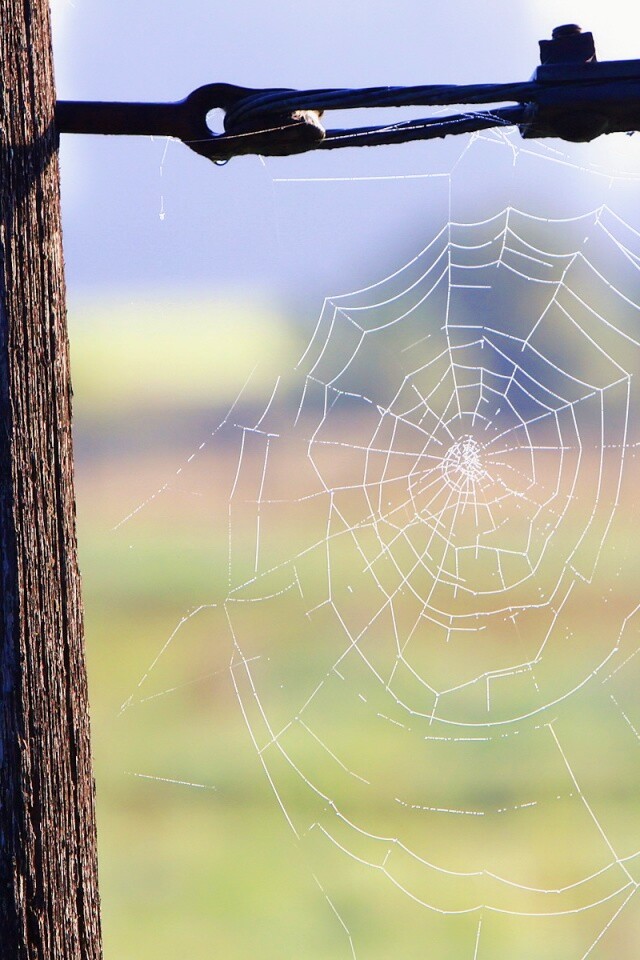 Паутина 51 обои