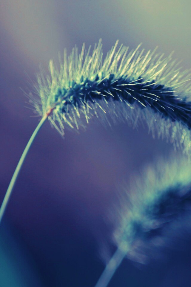 Травинка обои