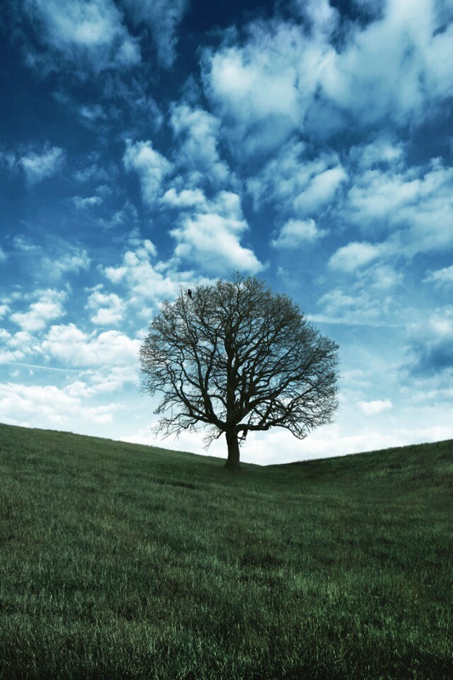 Холм одинокого дуба обои