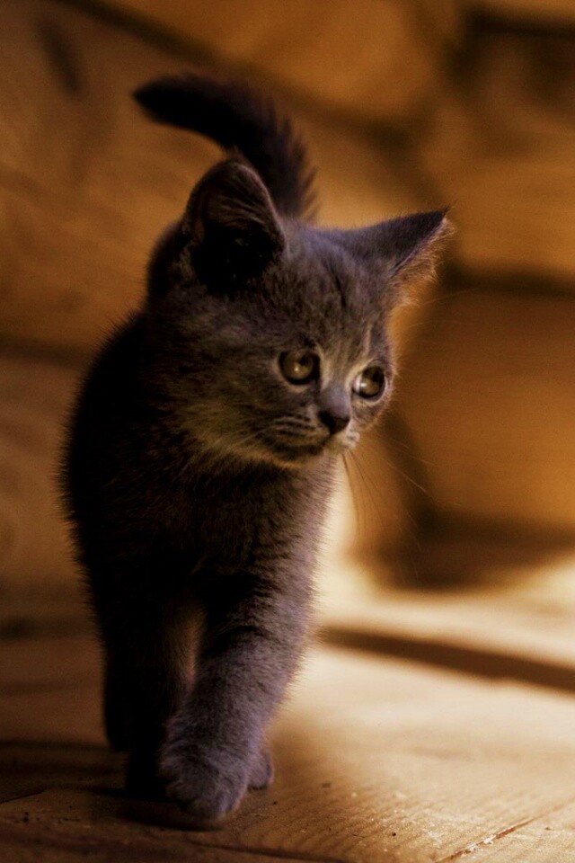 Маленький дымчатый котенок обои
