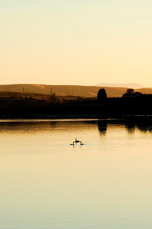 Утиное озеро обои