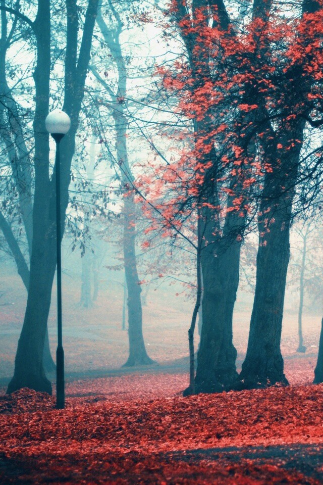 Парк красных листьев обои