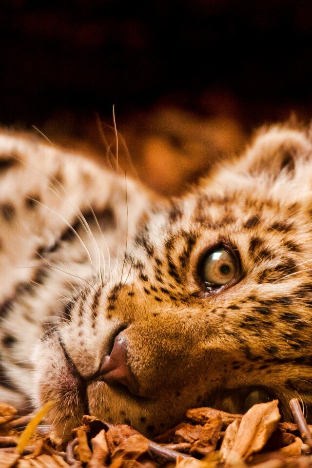 Гепард котенок обои