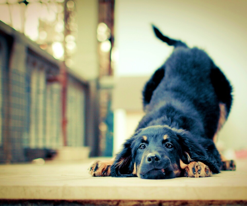 Игривый пес обои