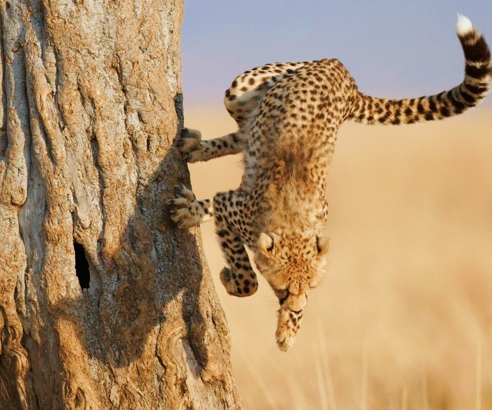 Скалолаз обои