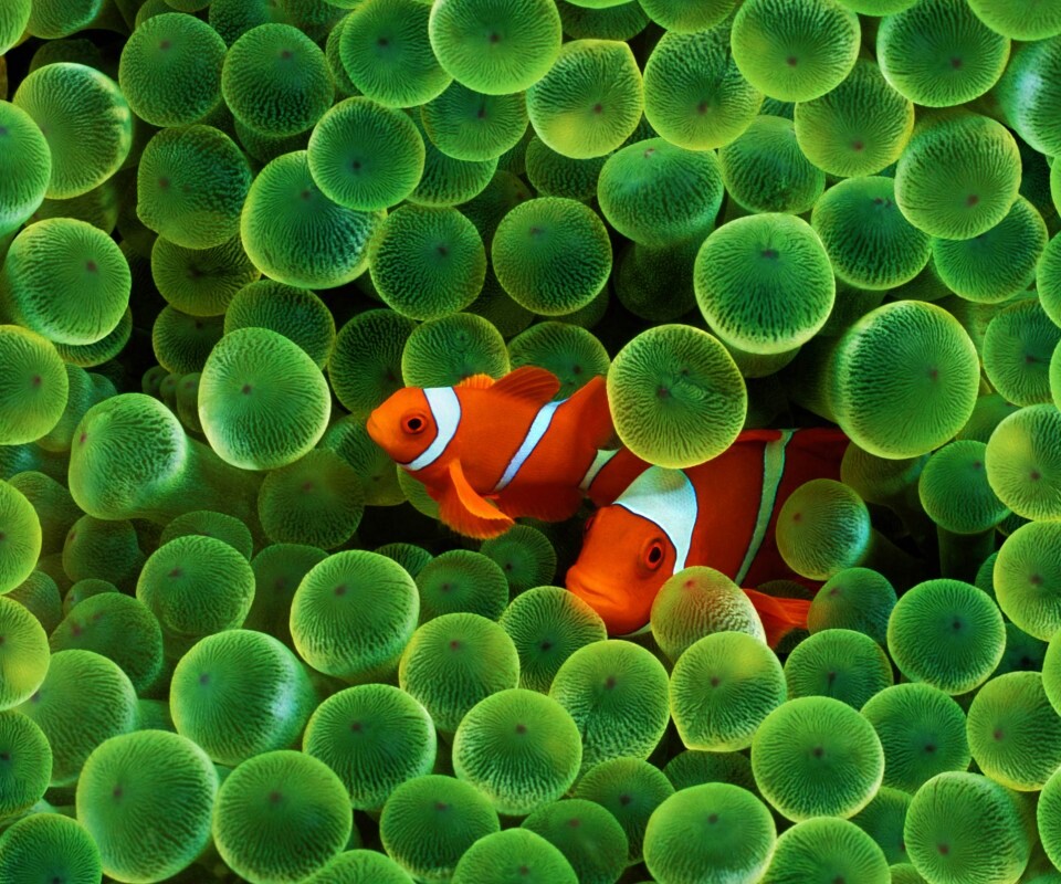 Рыбка клоун стандартные обои iPhone обои