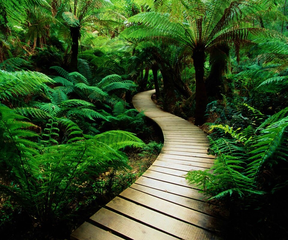 Дорожка в зарослях обои