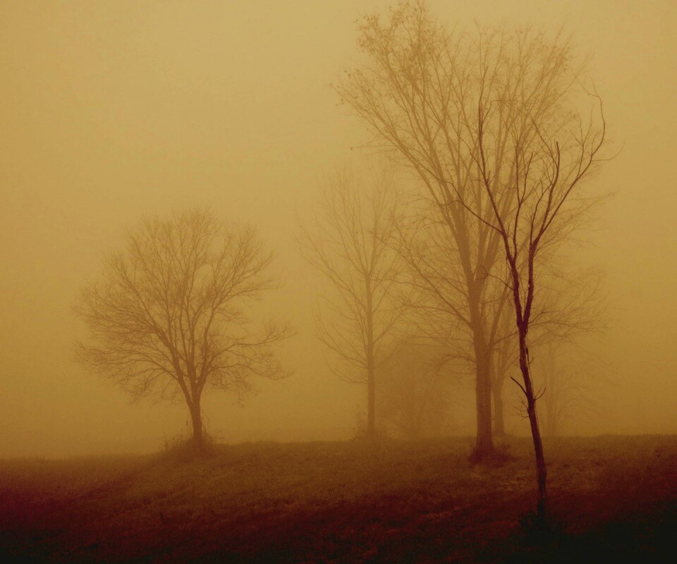 Деревья в тумане обои