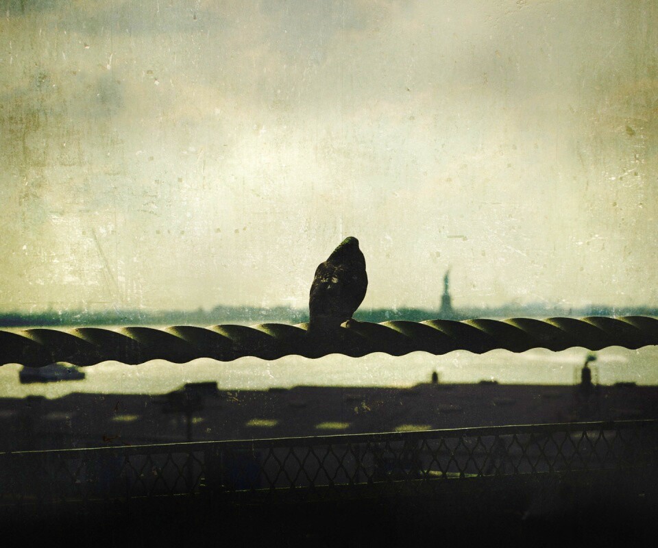 Голубь в Нью-Йоркских доках обои