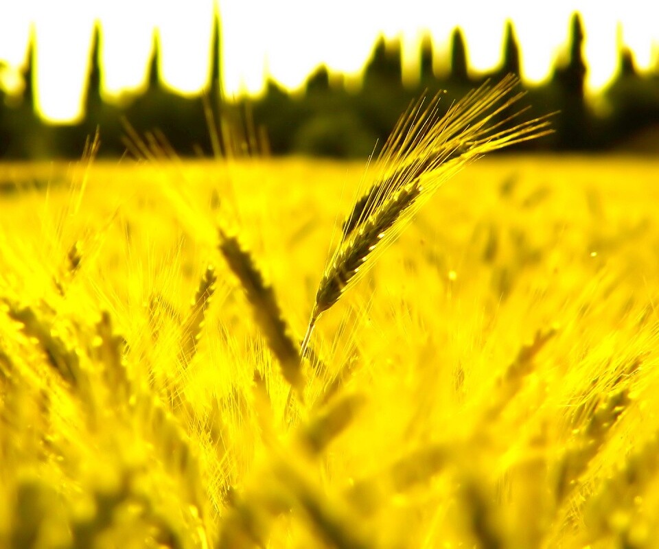 Пшеничное поле обои