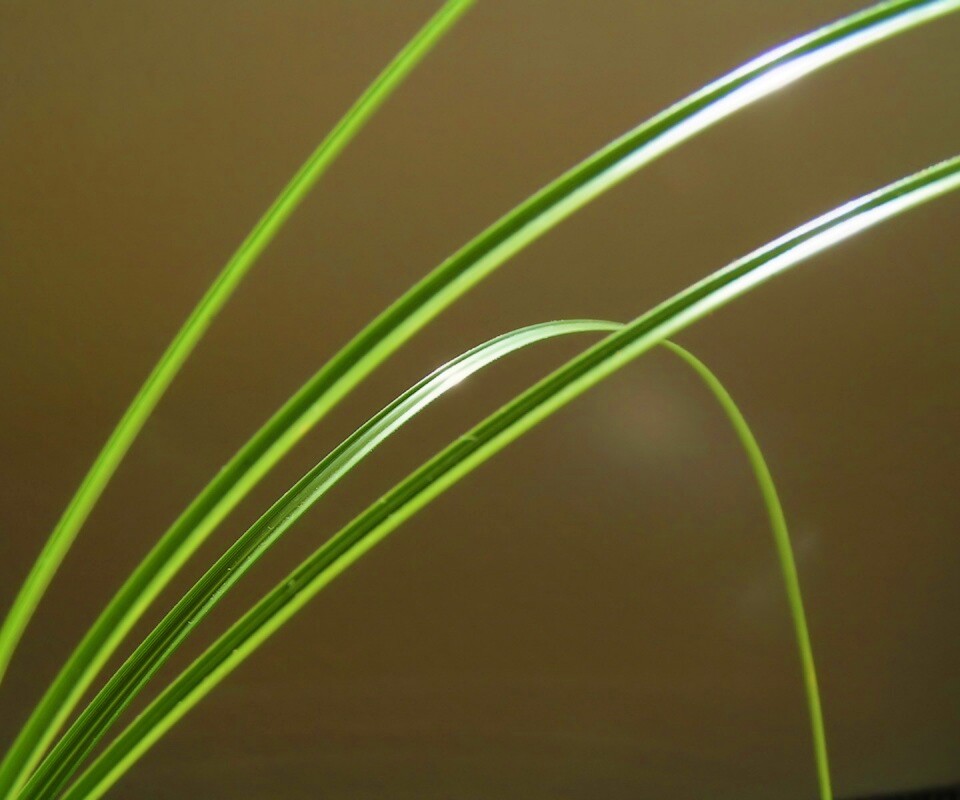 Четыре травинки обои