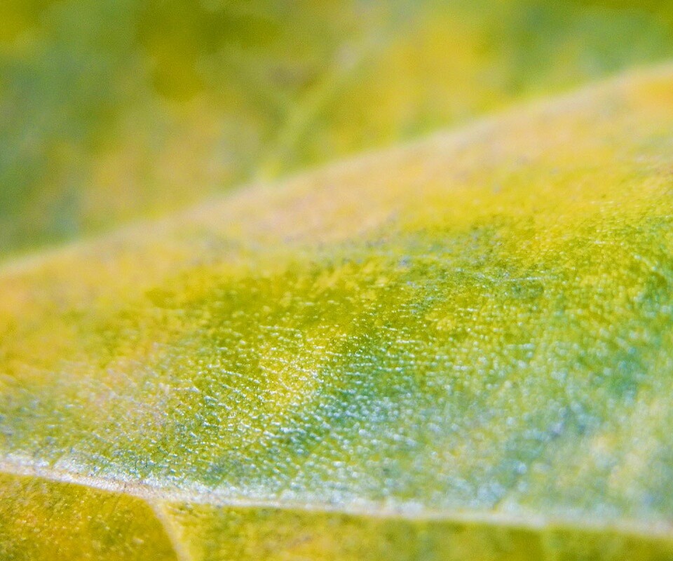 Повехность листа обои