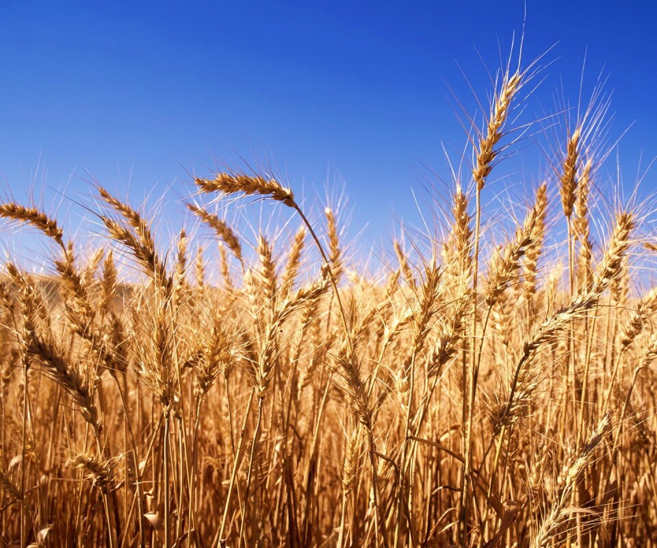 Пшеничные колосья обои