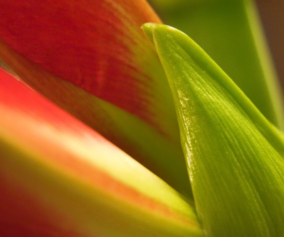 Макро фото цветка обои