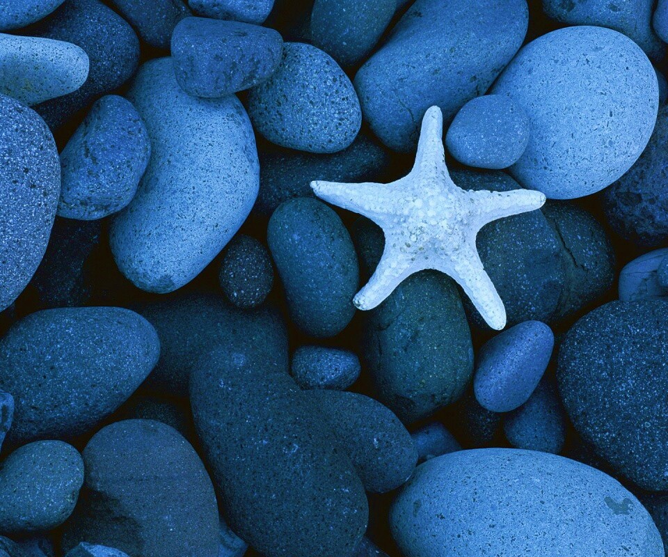 Звезда на морской гальке обои