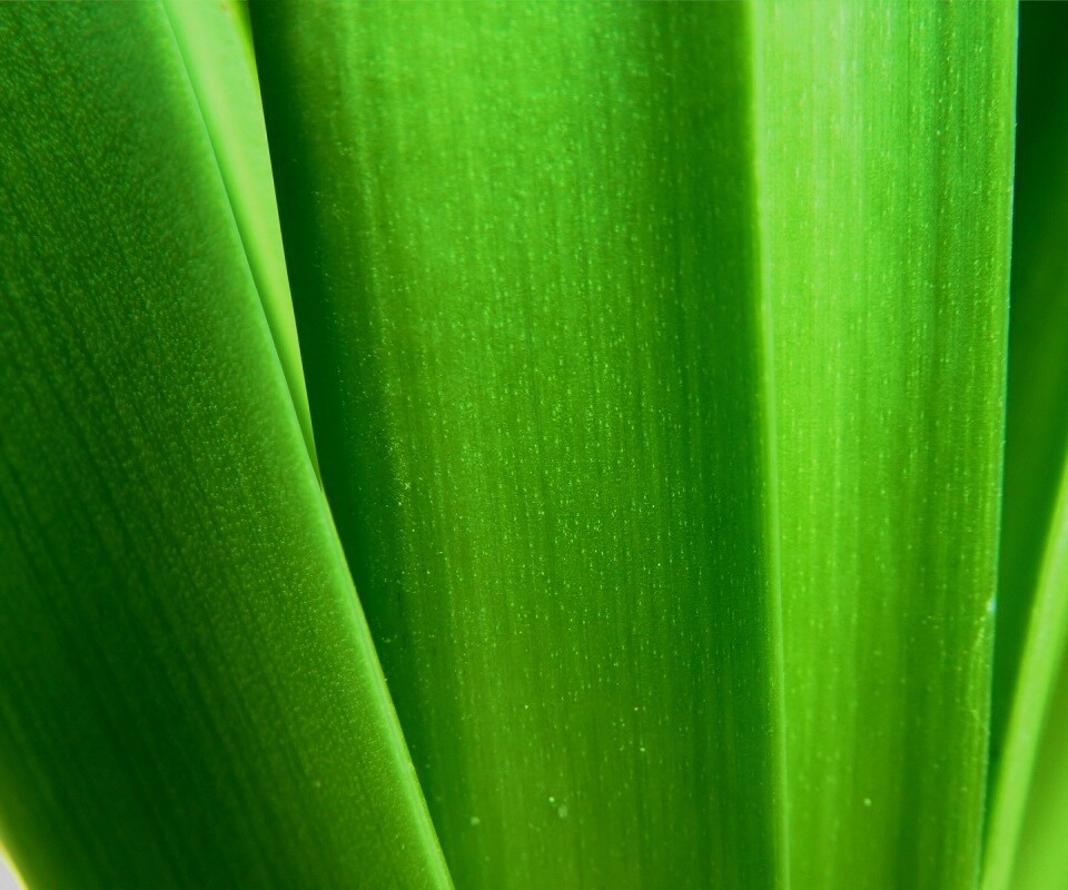 Сочная травинка обои