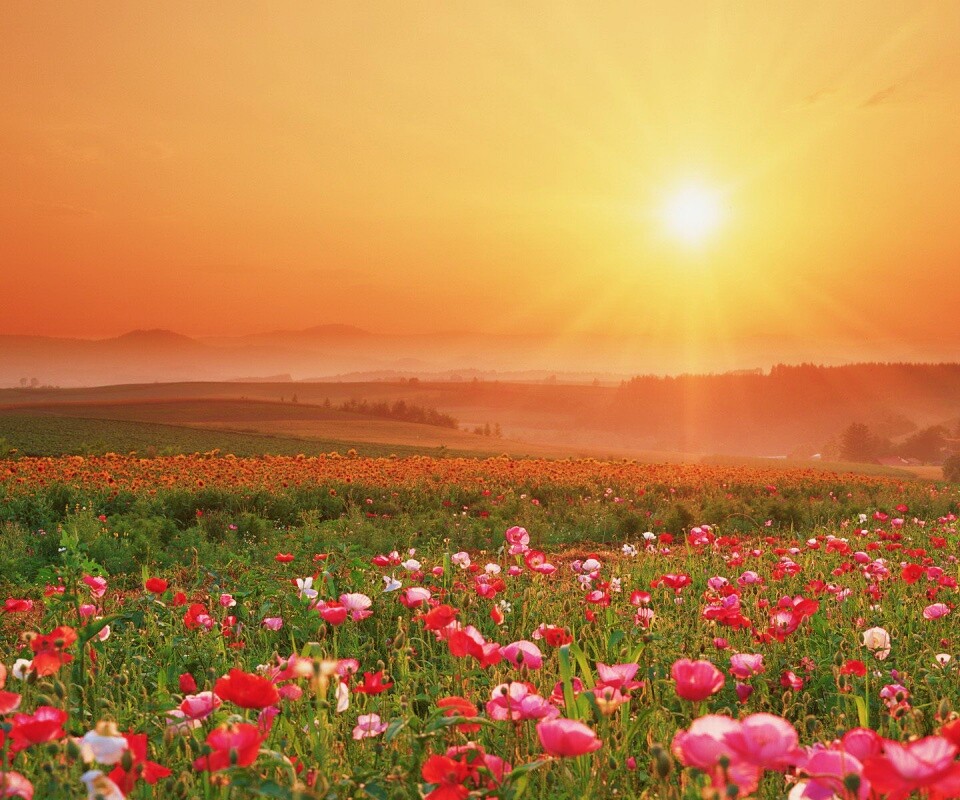 Цветущие поля обои