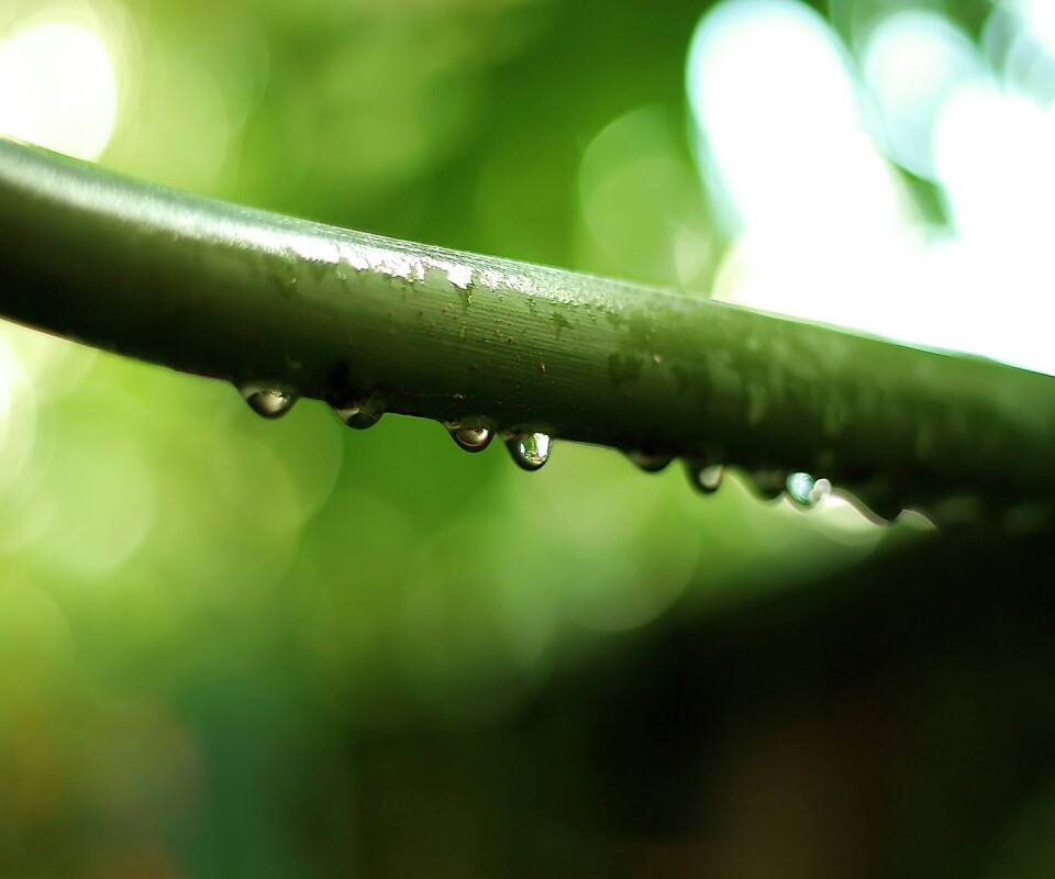 Капли на стебле обои
