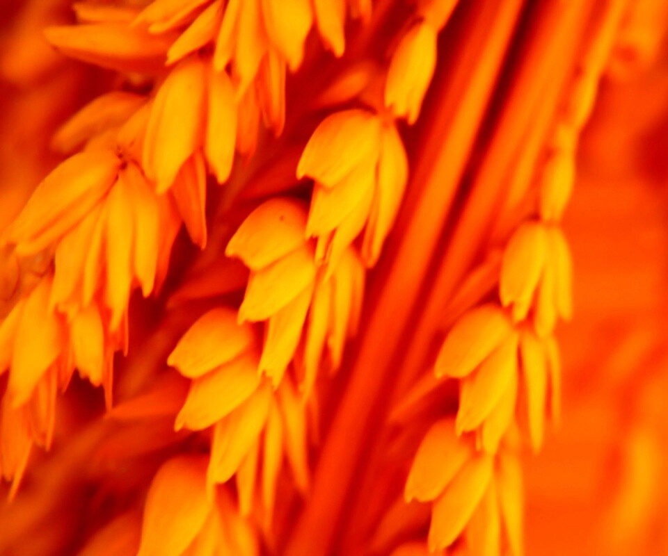Оранжевое соцветие обои