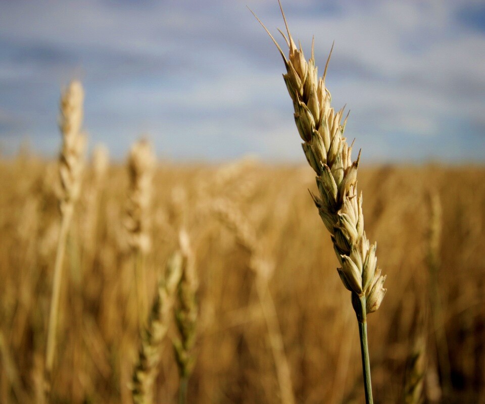 Колосок обои