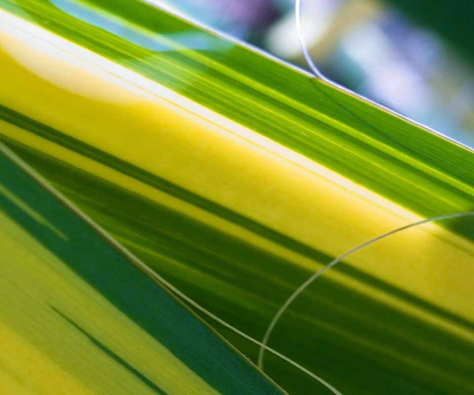 Желто-зеленые травинки обои