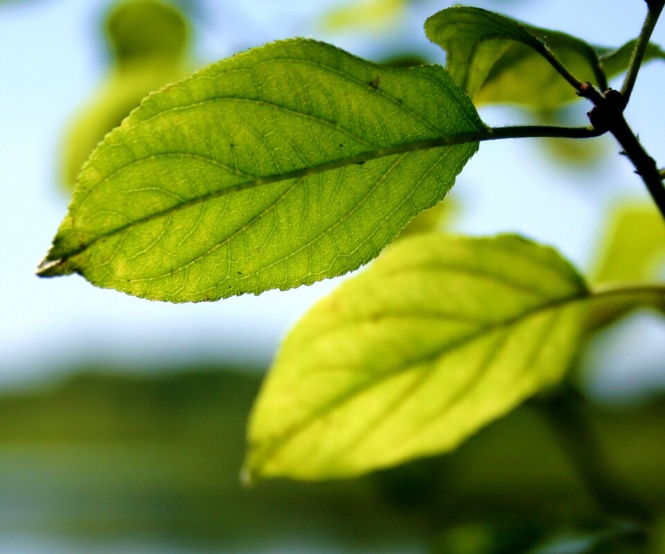 Три листа обои