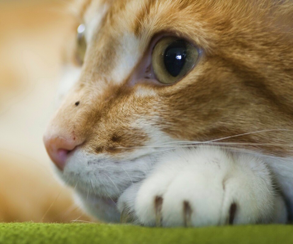 Мордочка на лапаках обои